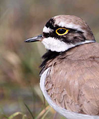 Click to view Waders Gallery