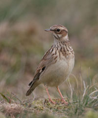 Click to view Larks, Hirundines, Pipits & Wagtails Gallery