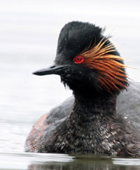 Click to view Divers & Grebes Gallery