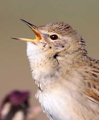 Click to view Warblers, Crests & Wren Gallery